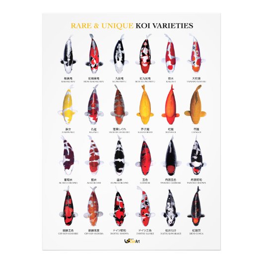 Rare & Unique Koi Varieties Poster (Voorkant)