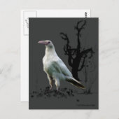 "Rare White Raven"-cadeautjes Briefkaart (Voorkant / Achterkant)