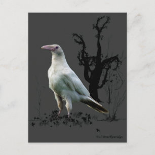 "Rare White Raven"-cadeautjes Briefkaart