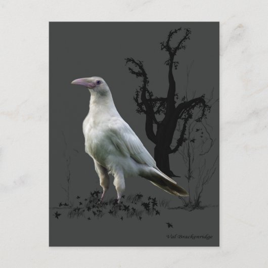 "Rare White Raven"-cadeautjes Briefkaart (Voorkant)