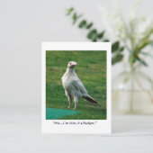 Rare White Raven Gifts Briefkaart (Staand voorkant)
