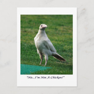 Rare White Raven Gifts Briefkaart