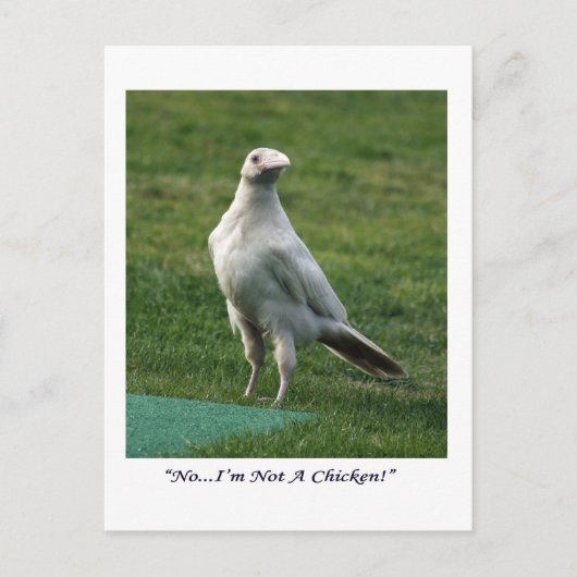 Rare White Raven Gifts Briefkaart (Voorkant)