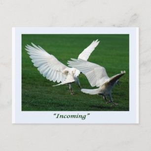 Rare White Raven Gifts Briefkaart