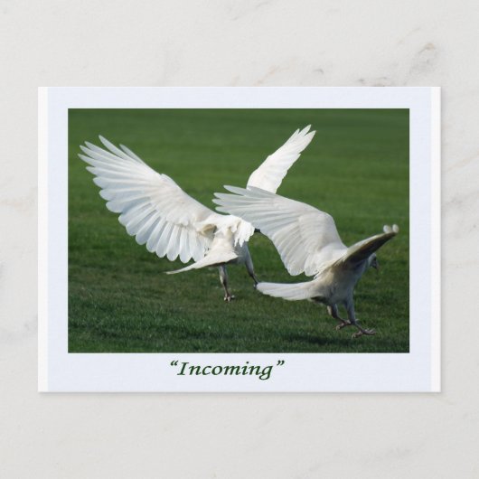Rare White Raven Gifts Briefkaart (Voorkant)