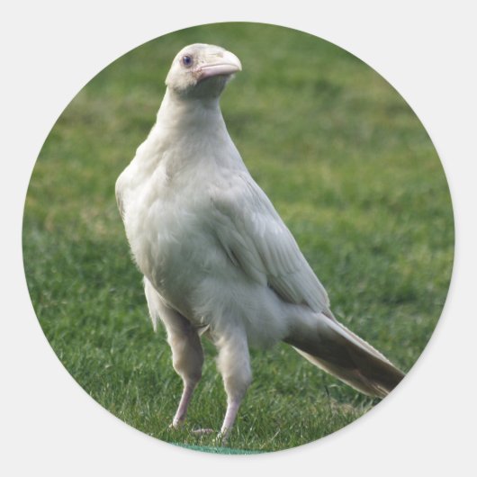 Rare White Raven Gifts Ronde Sticker (Voorkant)