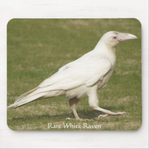 Rare White Raven Muismat