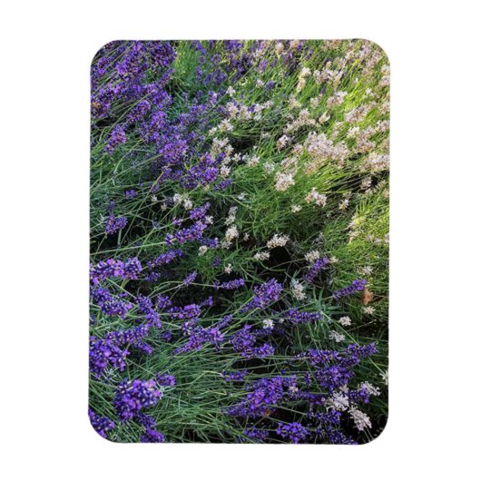 Ras Lavender Magneet (Verticaal)