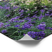 Ras Lavender Poster (Hoek)