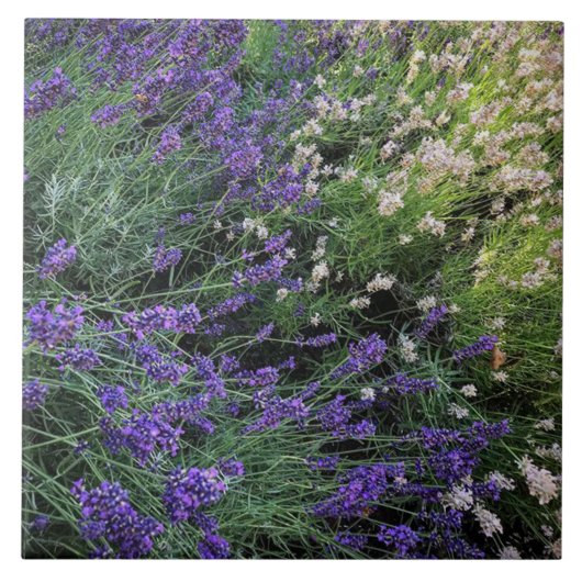 Ras Lavender Tegeltje (Voorkant)