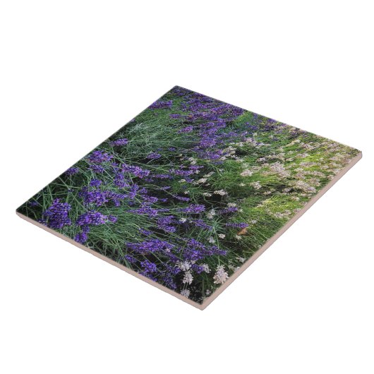 Ras Lavender Tegeltje (Zijkant)