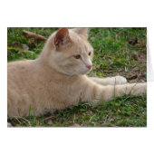 Rascal (Voorkant Horizontaal)