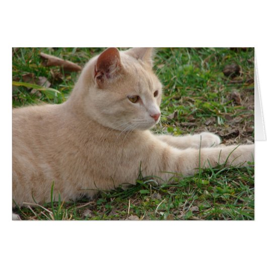 Rascal (Voorkant Horizontaal)