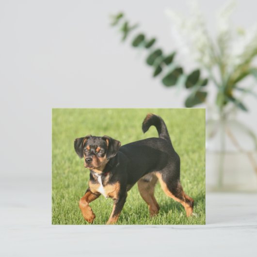 Rascal Briefkaart (Staand voorkant)