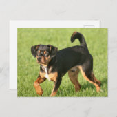 Rascal Briefkaart (Voorkant / Achterkant)