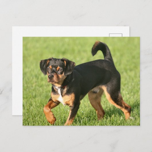 Rascal Briefkaart (Voorkant / Achterkant)