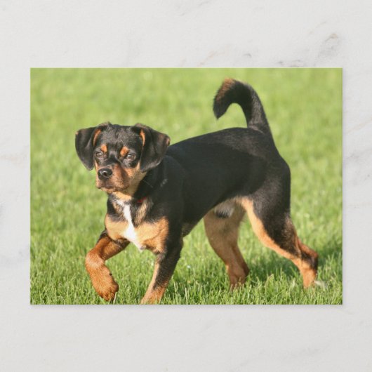 Rascal Briefkaart (Voorkant)