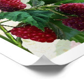 Raspberry Fairy Poster (Hoek)