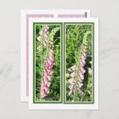 RASPBERRY FOXGLOVE BLADWIJZER BRIEFKAART (Voorkant / Achterkant)
