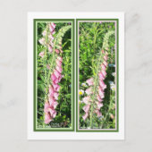 RASPBERRY FOXGLOVE BLADWIJZER BRIEFKAART (Voorkant)