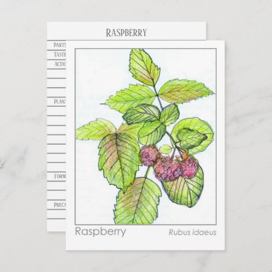 Raspberry Materia Medica Kruiden Studie Flash Kaar Briefkaart (Voorkant / Achterkant)