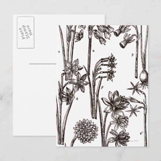 Rassen van Jonquils Briefkaart (Voorkant / Achterkant)