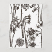 Rassen van Jonquils Briefkaart (Voorkant)