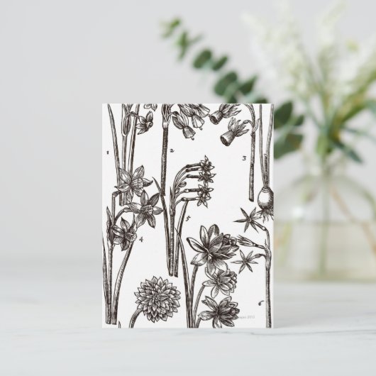 Rassen van Jonquils Briefkaart (Staand voorkant)