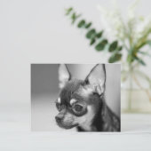 Raszuivere Chiwawa Puppy Briefkaart (Staand voorkant)