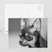 Raszuivere Chiwawa Puppy Briefkaart (Voorkant / Achterkant)