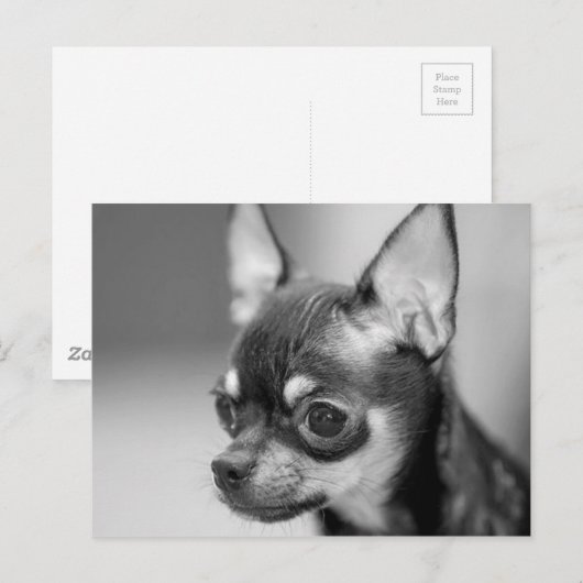 Raszuivere Chiwawa Puppy Briefkaart (Voorkant / Achterkant)