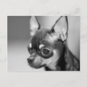 Raszuivere Chiwawa Puppy Briefkaart (Voorkant)