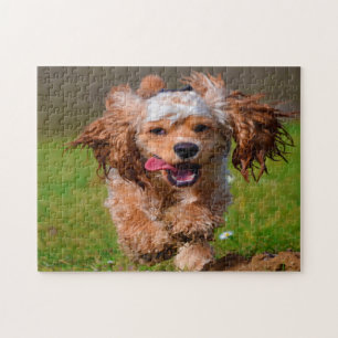 Raszuivere Cocker Spaniels. Legpuzzel