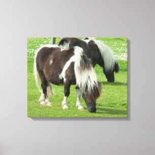Raszuivere Shetland Paint Ponies Canvas Afdruk