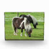 Raszuivere Shetland Paint Ponies Fotoblokken (Voorkant)