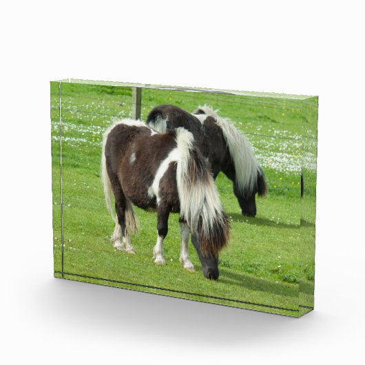 Raszuivere Shetland Paint Ponies Fotoblokken (Rechts)