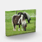 Raszuivere Shetland Paint Ponies Fotoblokken (Links)