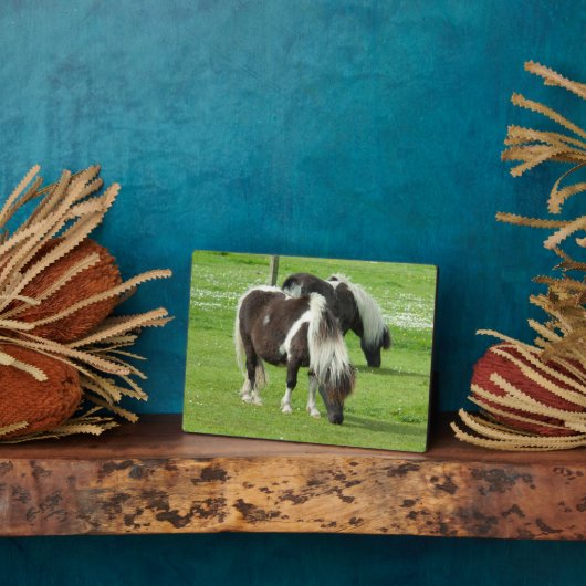 Raszuivere Shetland Paint Ponies Fotoplaat (Zijkant)