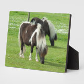 Raszuivere Shetland Paint Ponies Fotoplaat (Zijkant)