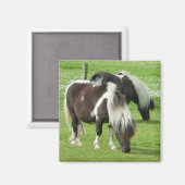 Raszuivere Shetland Paint Ponies Magneet (Voorkant / Achterkant)