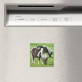 Raszuivere Shetland Paint Ponies Magneet (Insitu (Vaatwasser))