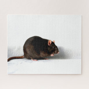 Rat 16x20 520pc jpcna legpuzzel