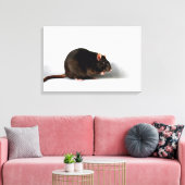 Rat 24x16 (60x40cm) wacm canvas afdruk (Insitu (Woonkamer))