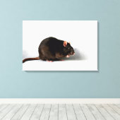 Rat 24x16 (60x40cm) wacm canvas afdruk (Insitu (Houten vloer))