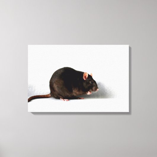 Rat 24x16 (60x40cm) wacm canvas afdruk (Voorkant)