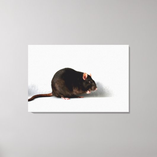Rat 36x24 (90x60cm) waccna canvas afdruk (Voorkant)