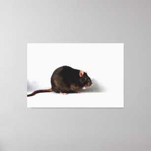 Rat 60x40 (150x100cm) waccna canvas afdruk