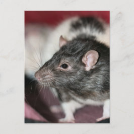 Rat Briefkaart