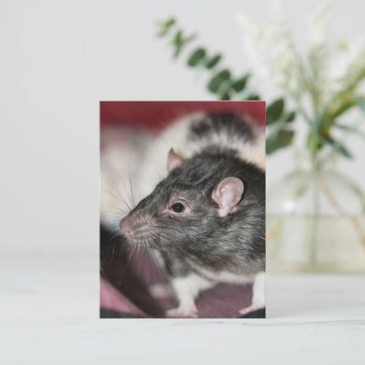 Rat Briefkaart (Staand voorkant)
