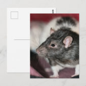 Rat Briefkaart (Voorkant / Achterkant)